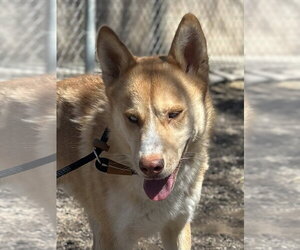 Siberian Husky-Unknown Mix Dogs for adoption in Las Vegas, NM, USA