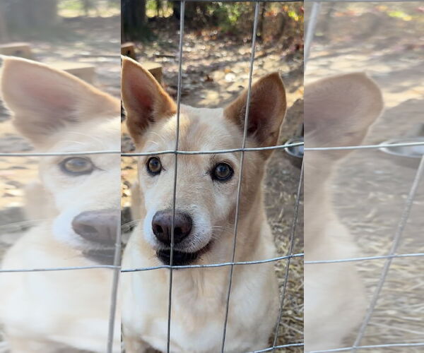 Medium Photo #1 German Shepherd Dog-Red Heeler Mix Puppy For Sale in Harrison, AR, USA
