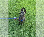 Small #2 Holland Shepherd