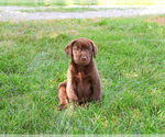 Small #4 Labrador Retriever