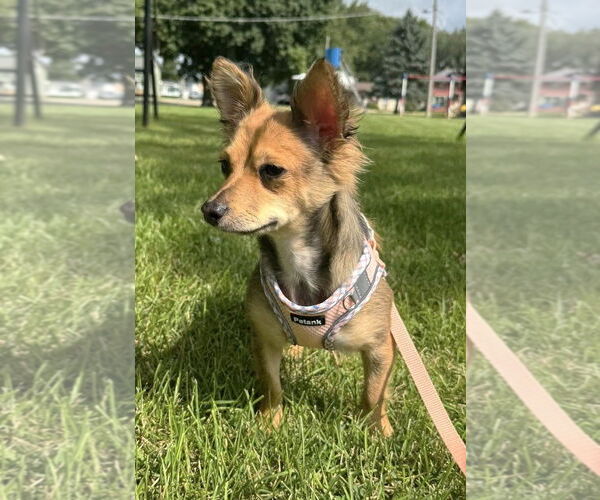 Medium Photo #6 Chihuahua-Unknown Mix Puppy For Sale in Westmont, IL, USA