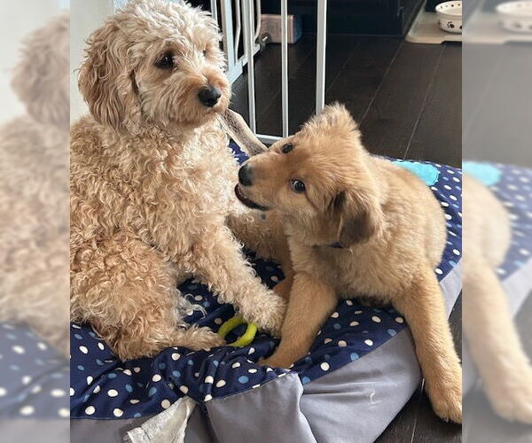 Medium Photo #3 Golden Retriever-Unknown Mix Puppy For Sale in Brooklyn Center, MN, USA