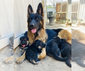 Mother of the German Shepherd Dog puppies born on 08/03/2022