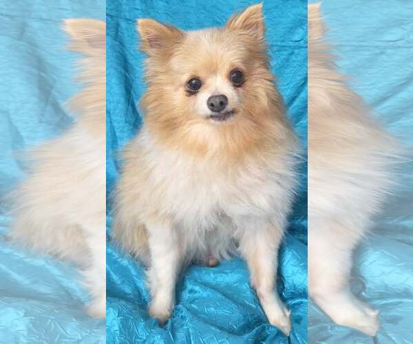 Medium Photo #3 Pomeranian Puppy For Sale in Cuba, NY, USA