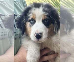 Australian Shepherd Puppy for sale in DUNNELLON, FL, USA