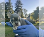 Small #6 French Bulldog