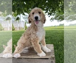 Small Photo #1 Goldendoodle (Miniature) Puppy For Sale in MIDDLEBURY, IN, USA