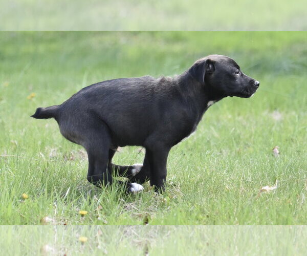 Medium Photo #2 Aussiedor Puppy For Sale in Mechanicsburg, PA, USA