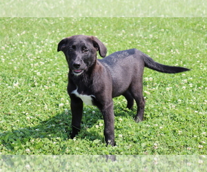 Akita-Labrador Retriever Mix Puppy for sale in SHILOH, OH, USA