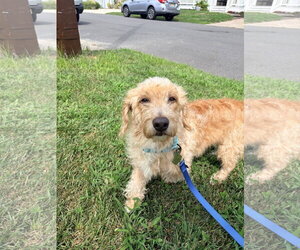 Doxiepoo (Standard) Dogs for adoption in Oakhurst, NJ, USA