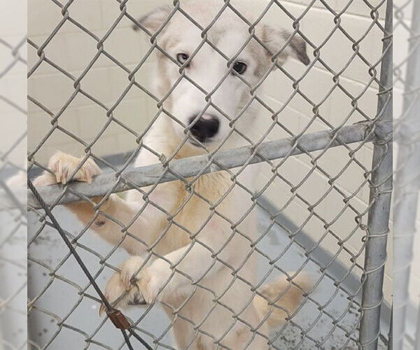 Medium Photo #1 Siberian Husky-Unknown Mix Puppy For Sale in Anchorage, AK, USA