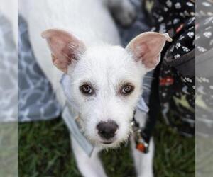 Mutt Dogs for adoption in San Diego, CA, USA