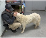 Small #8 Great Pyrenees