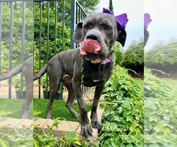 Medium Photo #3 Mutt Puppy For Sale in Redlands, CA, USA