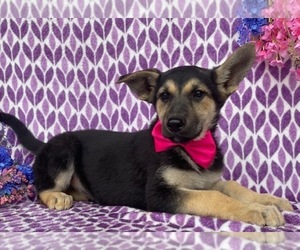 German Shepherd Dog Puppy for sale in LANCASTER, PA, USA
