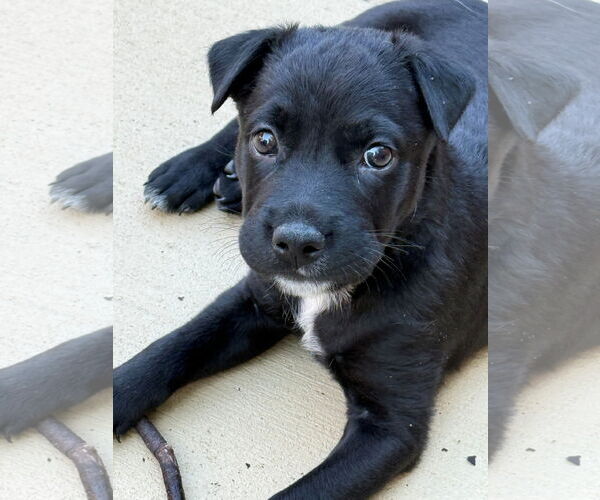 Medium Photo #1 Labrador Retriever-Unknown Mix Puppy For Sale in Fenton, MO, USA