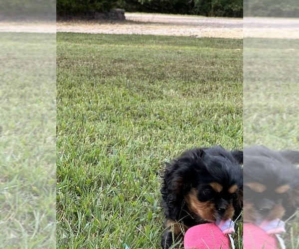 Medium Photo #10 Cavalier King Charles Spaniel Puppy For Sale in GREENVILLE, MO, USA