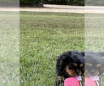 Small #9 Cavalier King Charles Spaniel