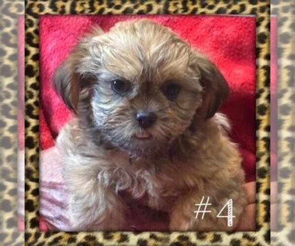 Medium Photo #4 Shorkie Tzu Puppy For Sale in FALL CREEK, WI, USA