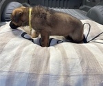Small Photo #6 German Shepherd Dog Puppy For Sale in HASLET, TX, USA