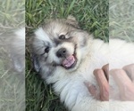 Small #6 Great Pyrenees