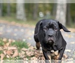 Small #1 Cane Corso