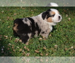 Puppy Puppy 1 Miniature Australian Shepherd