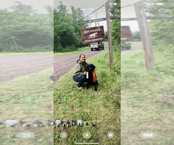 Medium Photo #14 Labrador Retriever Puppy For Sale in FARGO, ND, USA