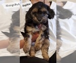 Puppy Sophie YorkiePoo