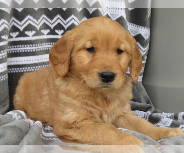 Medium Photo #2 Golden Retriever Puppy For Sale in SHILOH, OH, USA