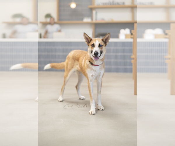 Medium Photo #5 Mutt Puppy For Sale in Marina Del Rey, CA, USA