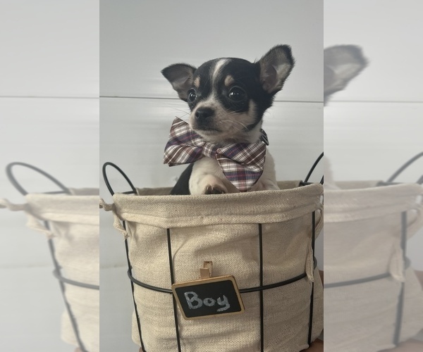 Medium Photo #1 Chipin Puppy For Sale in CENTRALIA, IL, USA