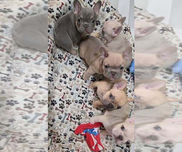 Medium Photo #4 French Bulldog Puppy For Sale in BOSTON, KY, USA