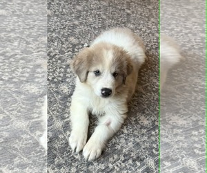 Medium Australian Shepherd-Great Pyrenees Mix