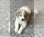 Small Australian Shepherd-Great Pyrenees Mix