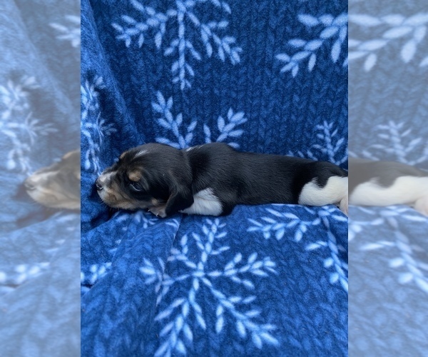 Medium Photo #5 Welsh Foxhound  Puppy For Sale in AIKEN, SC, USA