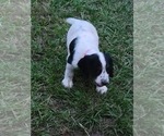 Small Photo #7 Cocker Spaniel Puppy For Sale in MACON, GA, USA