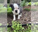 Small #3 Boston Terrier