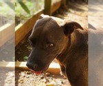 Small #1 Labrador Retriever Mix