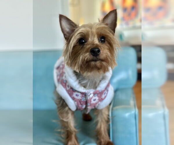 Medium Photo #6 Mutt Puppy For Sale in Allentown,, PA, USA