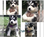 Small Photo #3 Siberian Husky Puppy For Sale in JACKSONVILLE, FL, USA
