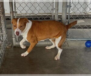Mutt Dogs for adoption in Pryor, OK, USA