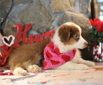 Small #2 Australian Shepherd