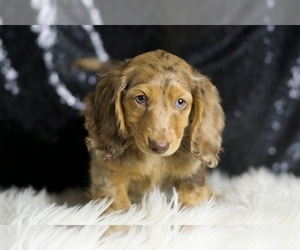 Dachshund Puppy for Sale in WARSAW, Indiana USA