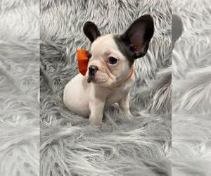 Medium French Bulldog