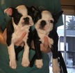 Small Photo #18 Boston Terrier Puppy For Sale in COLUMBIAVILLE, MI, USA