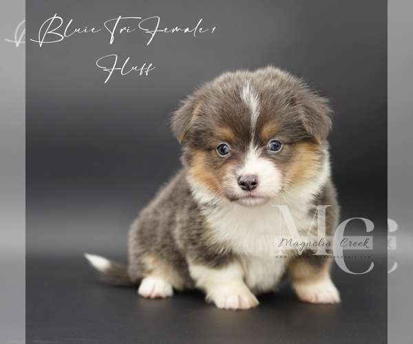 Medium Photo #8 Pembroke Welsh Corgi Puppy For Sale in FLORALA, AL, USA
