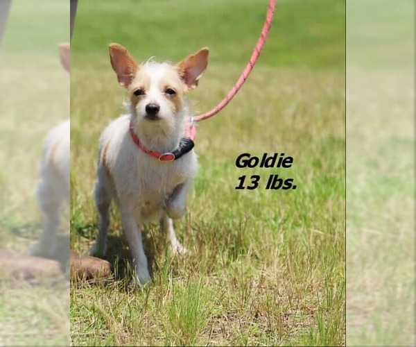 Medium Photo #1 Mutt Puppy For Sale in Spring Lake, NC, USA
