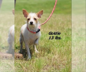 Mutt Dogs for adoption in Spring Lake, NC, USA
