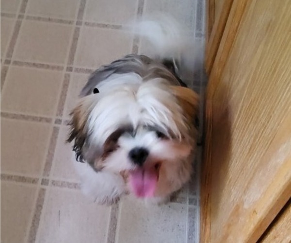 Medium Photo #16 Shih Tzu Puppy For Sale in SAINT CHARLES, MO, USA